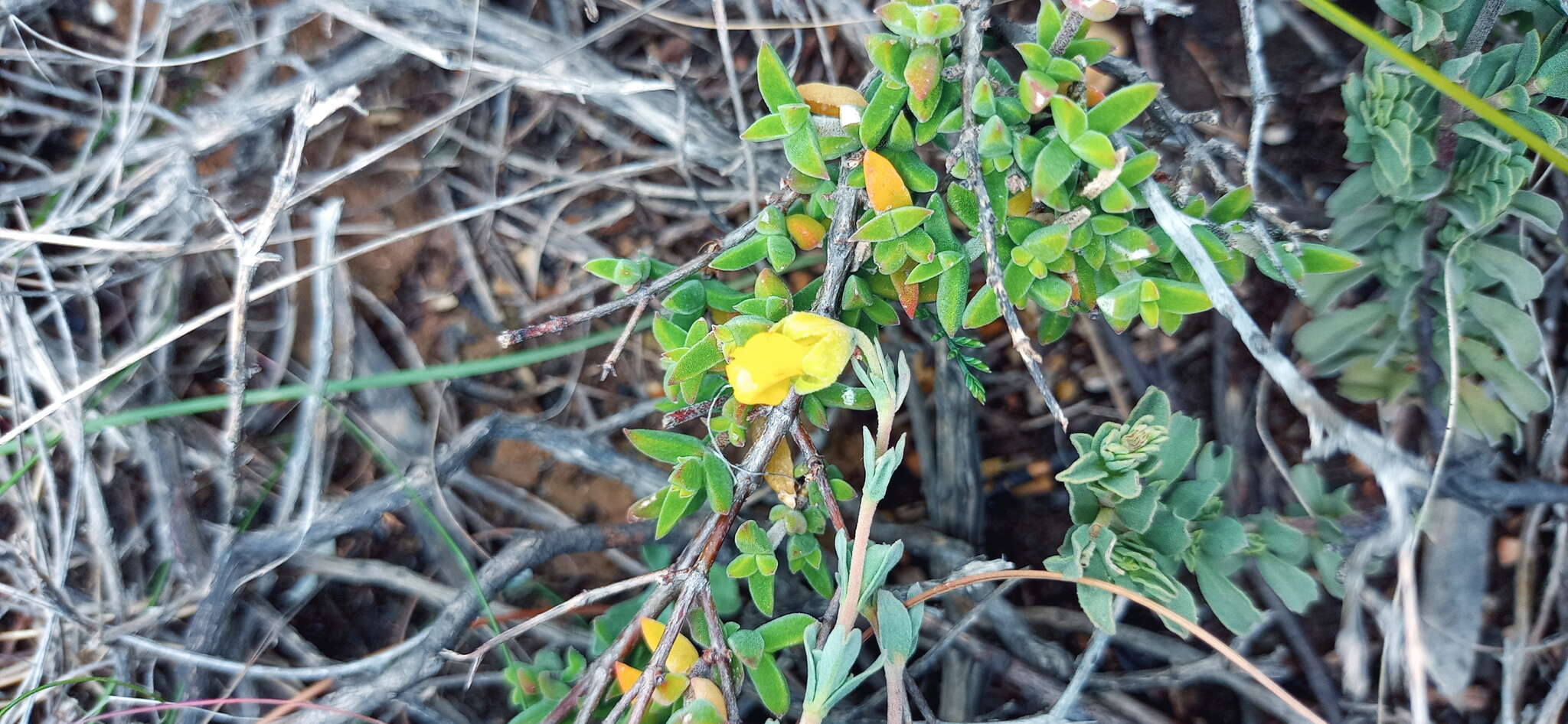 Image of Hermannia trifoliata L.