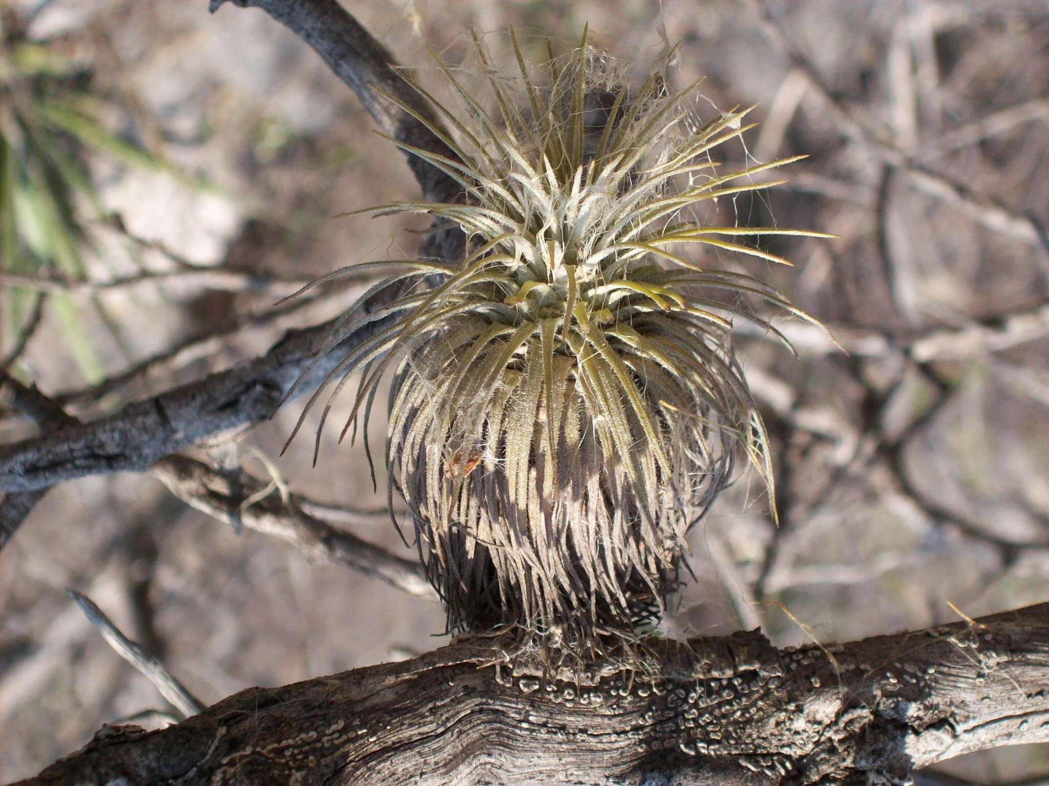 Image of Tillandsia atroviridipetala Matuda