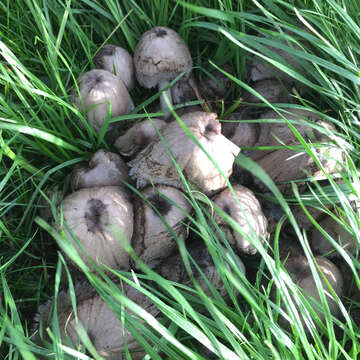 Coprinopsis atramentaria (Bull.) Redhead, Vilgalys & Moncalvo 2001 resmi