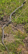 Image of Thamnophis sirtalis infernalis (Blainville 1835)