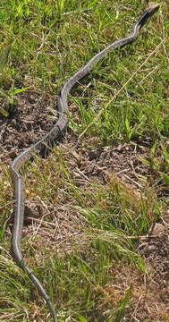 Image of Thamnophis sirtalis infernalis (Blainville 1835)