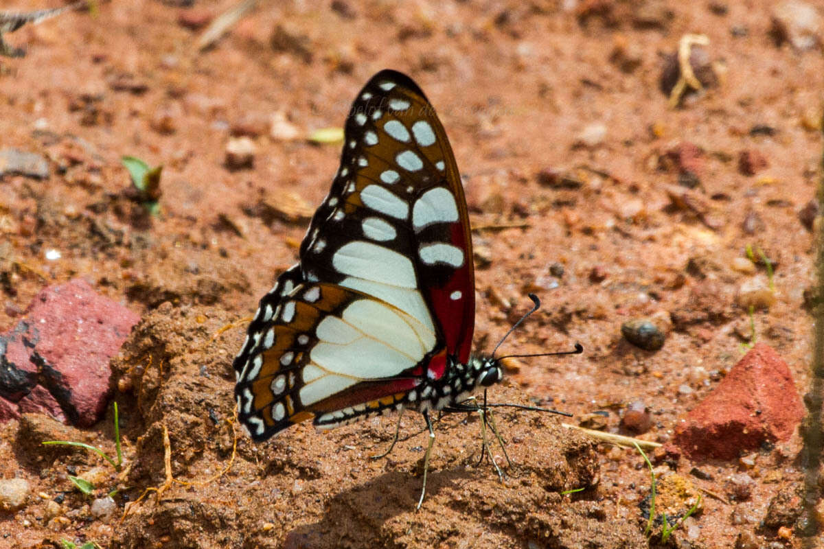 Image de Graphium morania (Angas 1849)