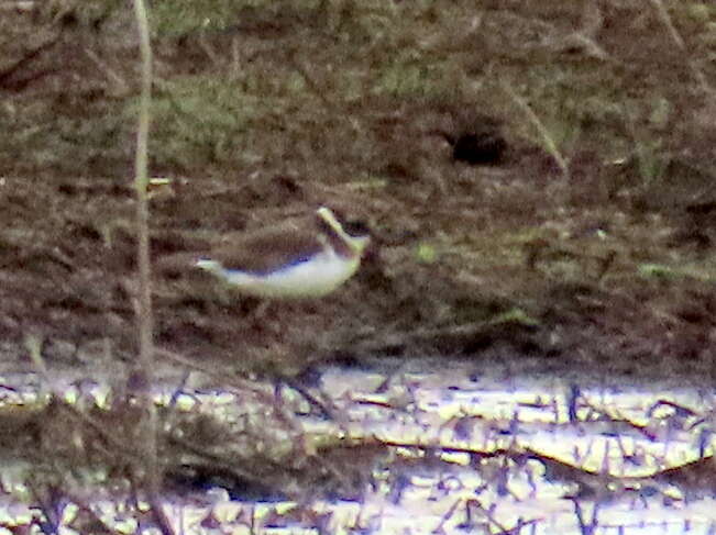 Image of Tundra Ringed Plover