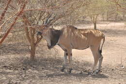 Image of giant eland