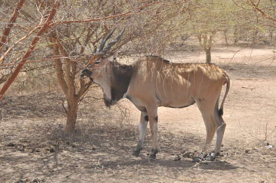 Image of giant eland