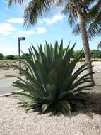 Image de Agave karatto Mill.