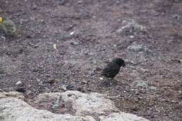 Image of Medium Ground Finch