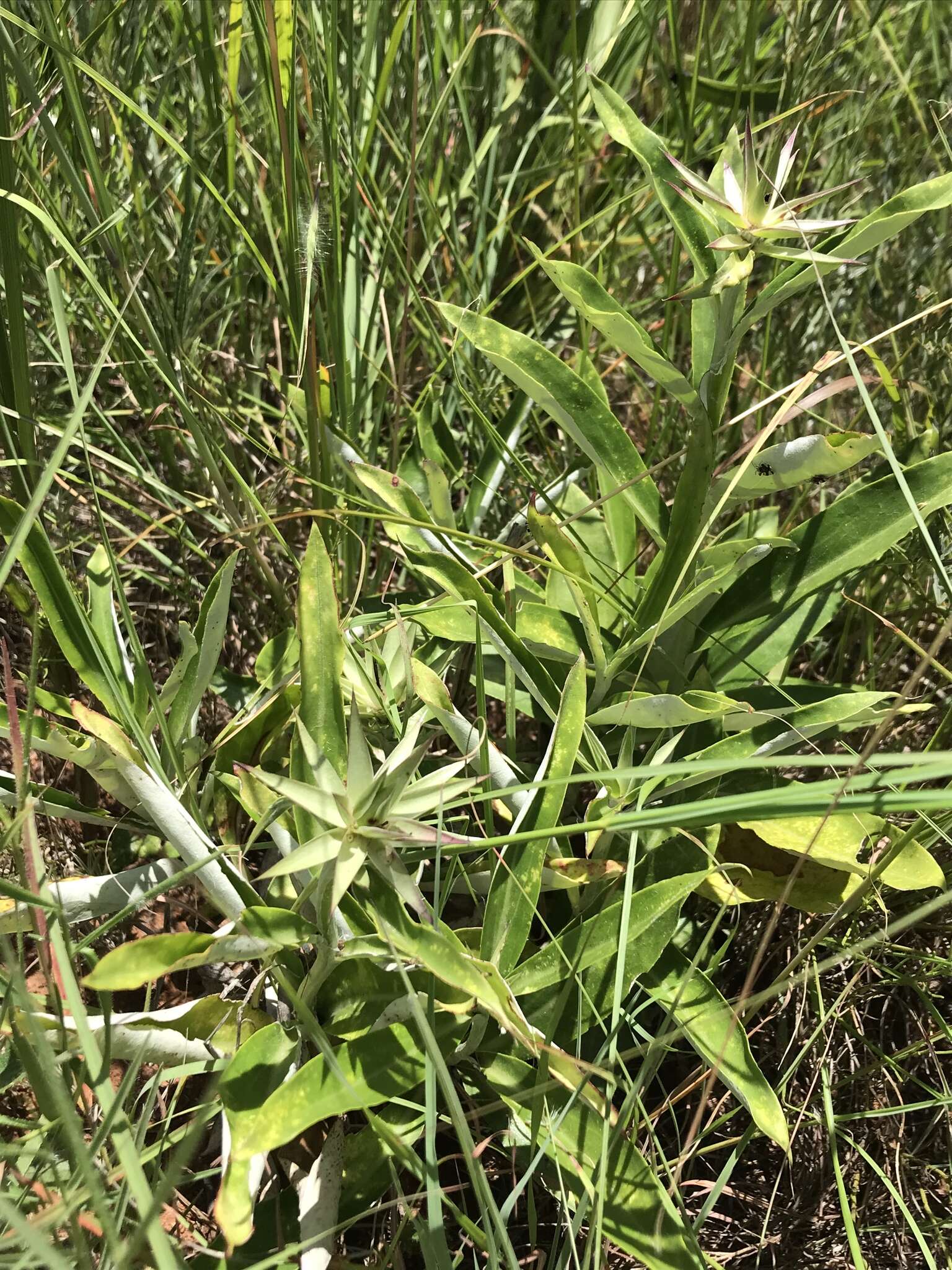 Image of Macledium zeyheri (Sond.) S. Ortiz