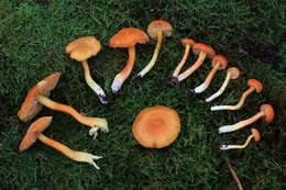 Plancia ëd Hygrocybe squamulosa (Ellis & Everh.) Arnolds 1995