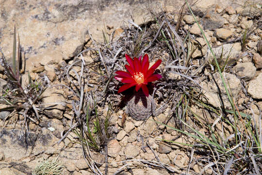 Image of Aylostera heliosa