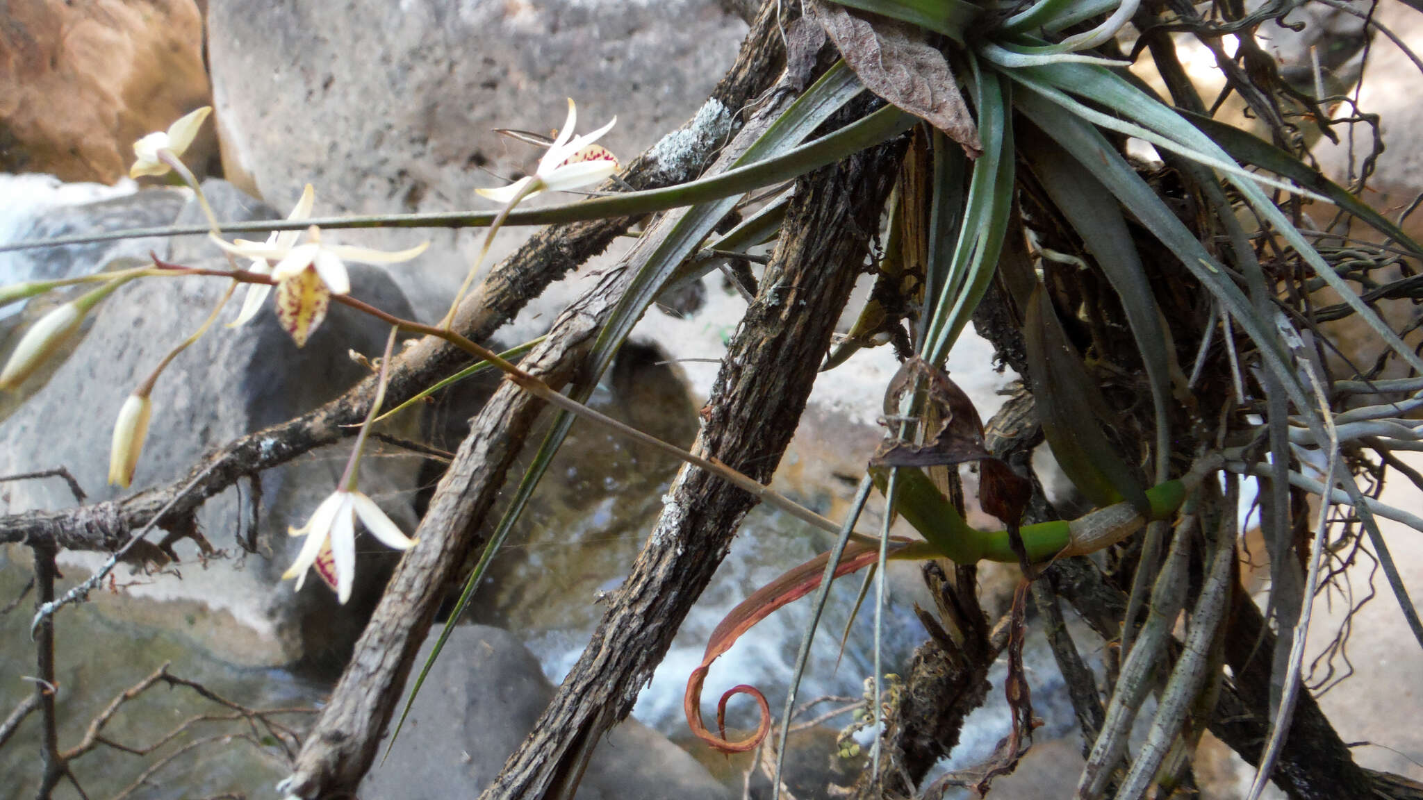 Image of Barkeria obovata (C. Presl) Christenson