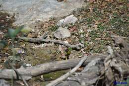 Image of Black-headed Siskin