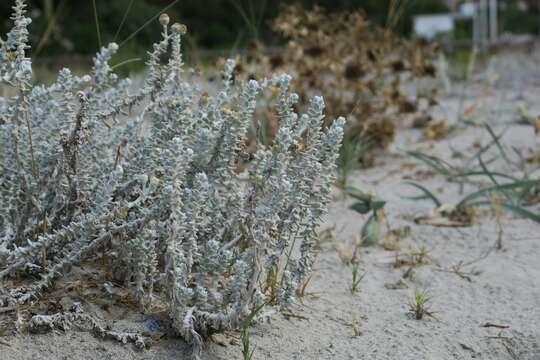 Image of Otanthus maritimus subsp. maritimus