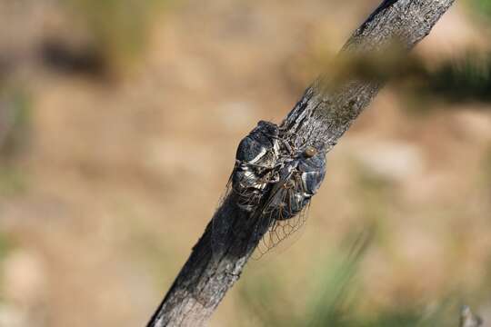 Image of Cacama moorei Sanborn & Heath 2011