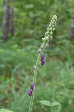 Image of Aconitum desoulavyi Komarov