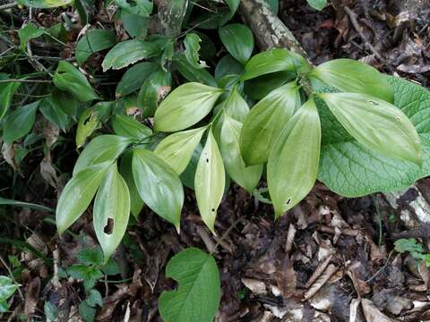 Imagem de Ruscus colchicus Yeo