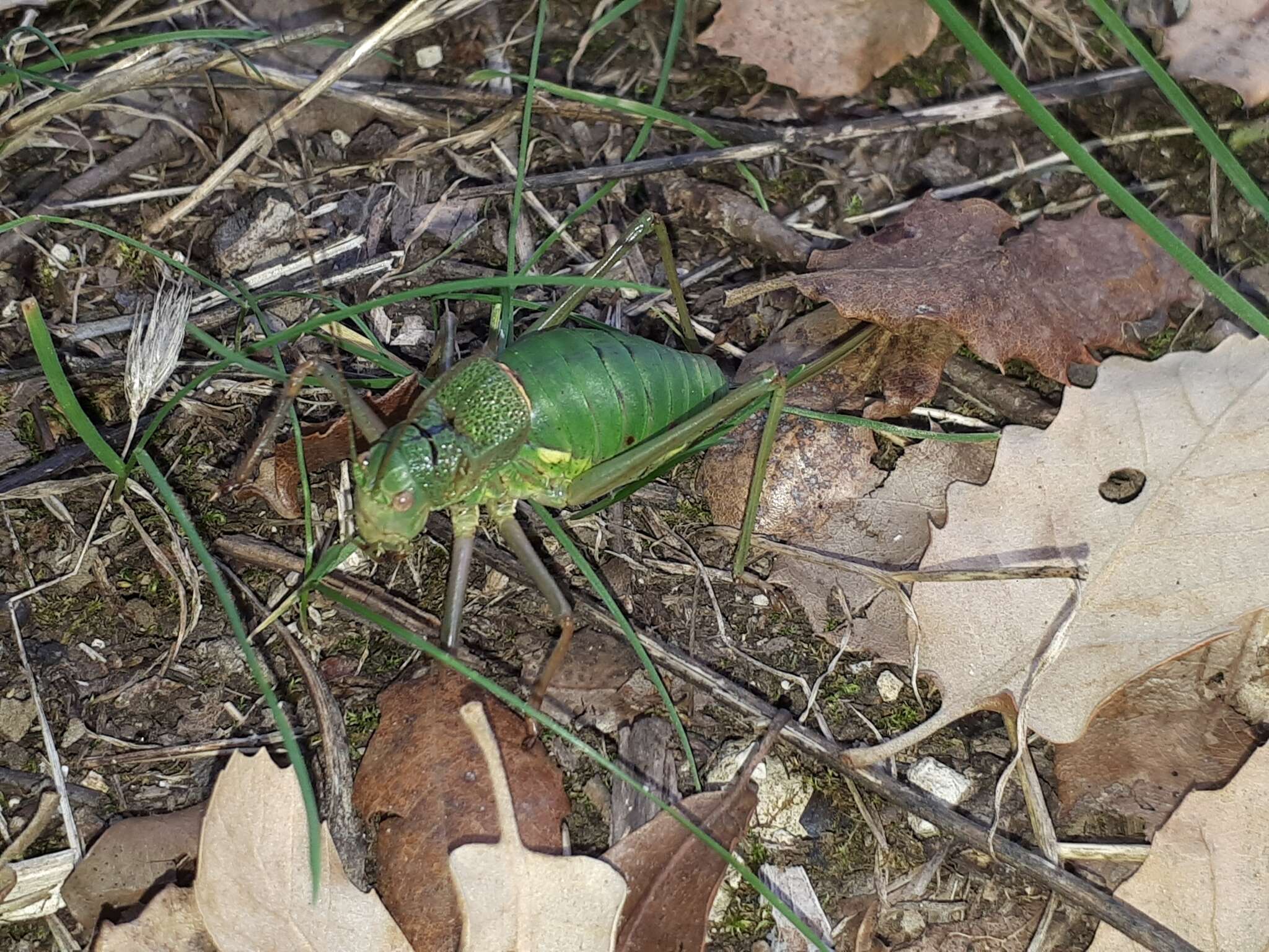 Image of Lluciapomaresius anapaulae (Schmidt & G. H. 2009)