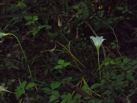 Image of Zephyranthes atamasco (L.) Herb.