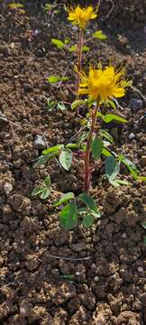 Image of golden spiderflower