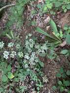 Sivun Veratrum hybridum (Walter) J. H. Zimmerman ex Zomlefer kuva