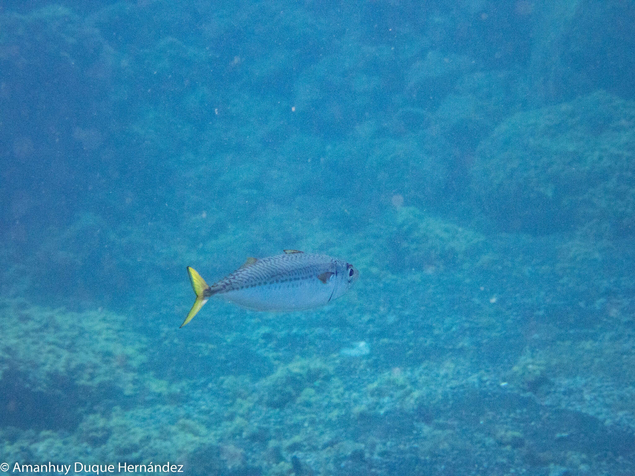 Image of Atlantic Chub Mackerel