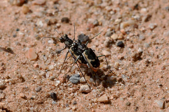 Image of Cicindela (Cicindelidia) schauppii G. Horn 1876