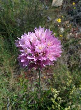 Image of Allium roseum L.