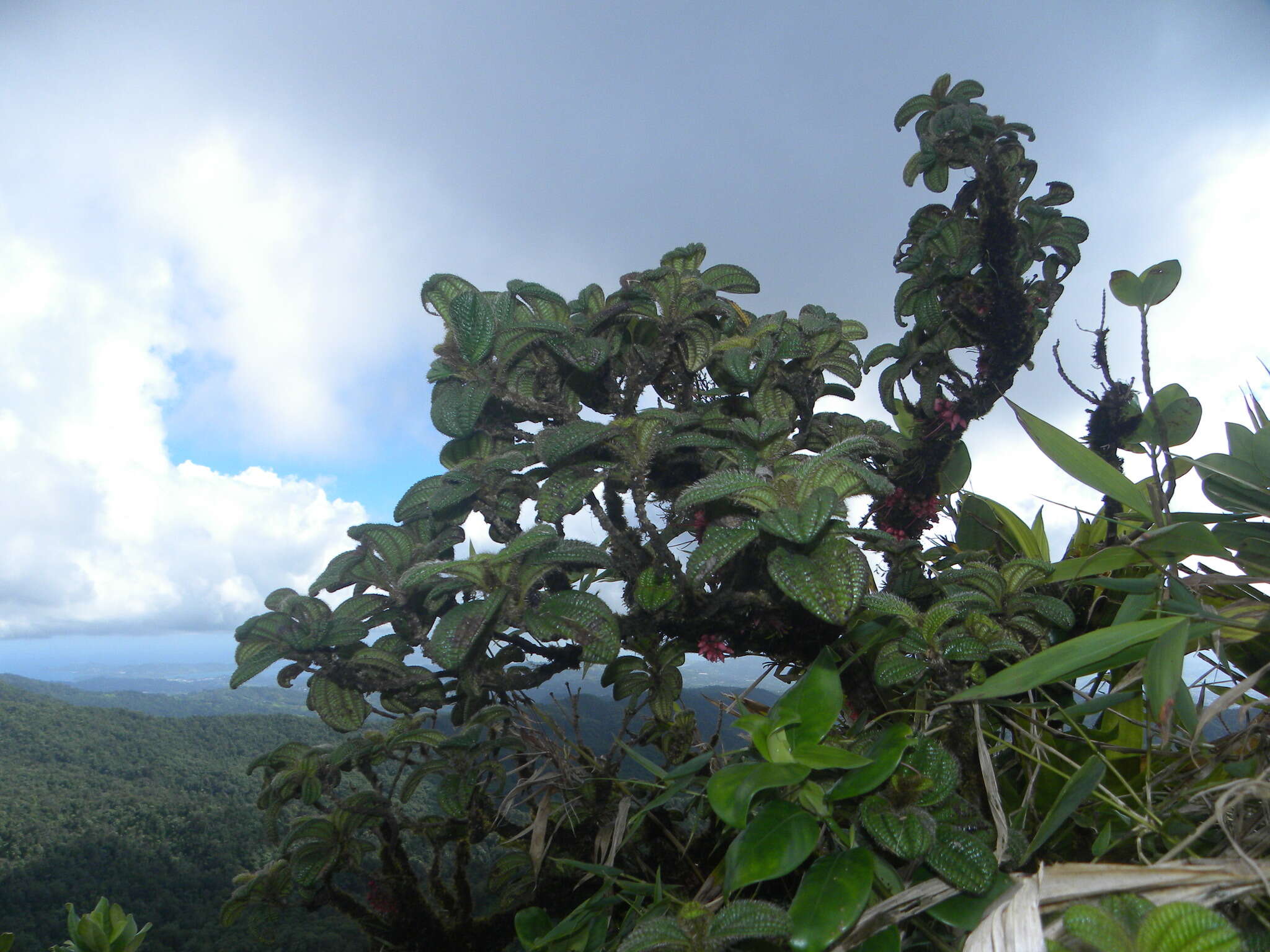 Charianthus nodosus (Desr.) Triana的圖片