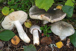 Image of Russula atroglauca Einhell. 1980