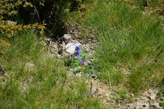 Jasione laevis subsp. carpetana (Boiss. & Reut.) Rivas Mart.的圖片