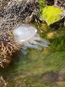 Image of barrel jellyfish