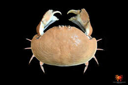 Image of giant box crab