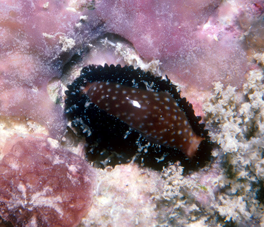 Image of half-extending cowry