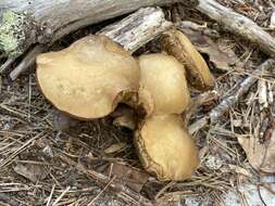 Image of Retiboletus vinaceipes B. Ortiz, Lodge & T. J. Baroni 2007