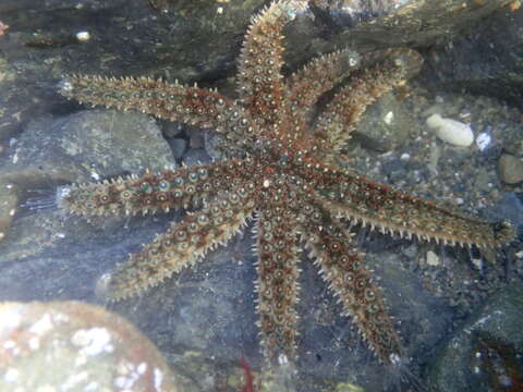 Image of Eleven-armed seastar