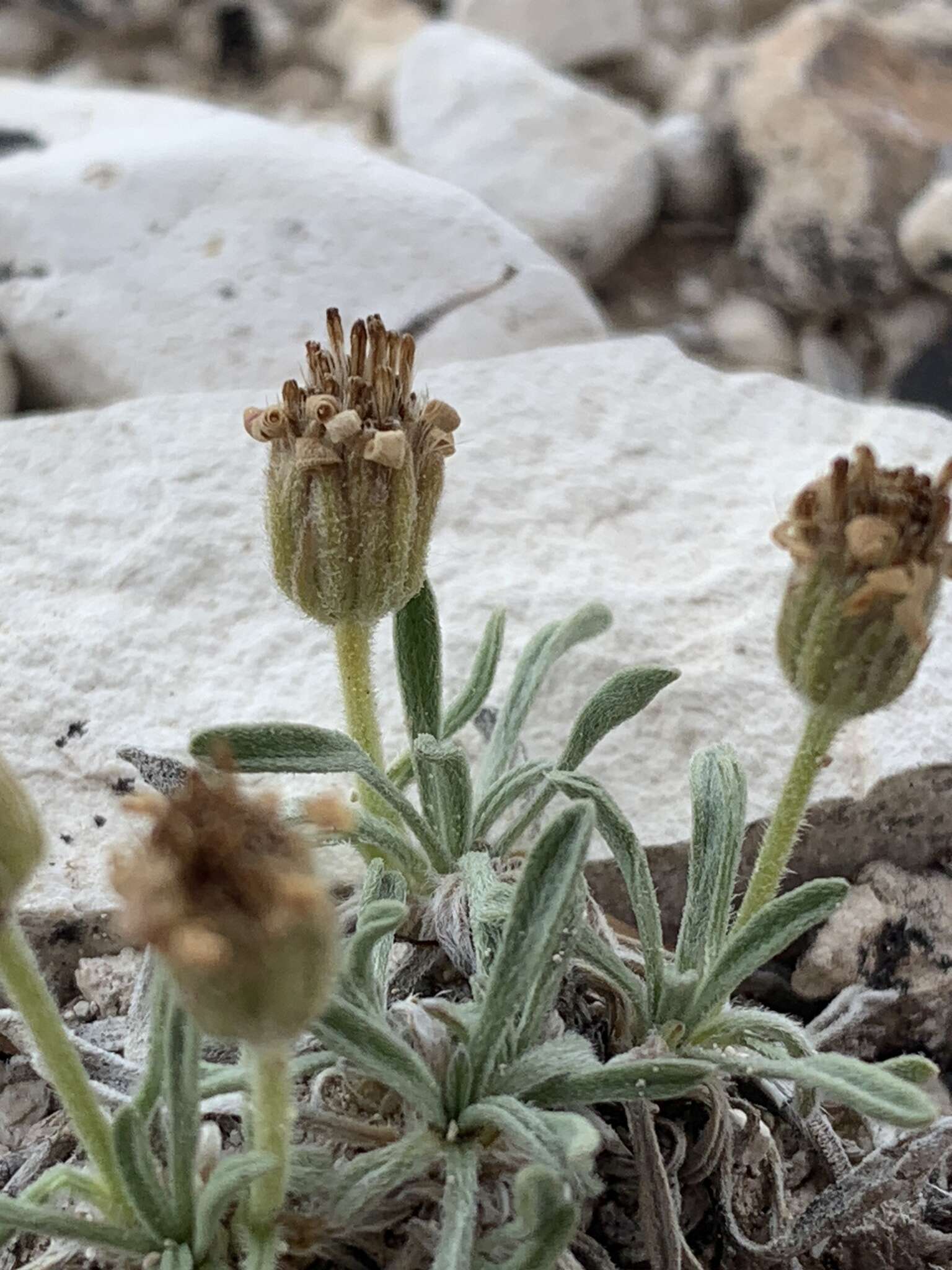 Image of Indian Canyon fleabane