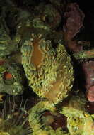 Image of orange-brown aeolid