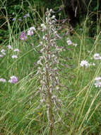 Image of Lizard orchid