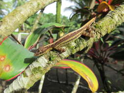 Image of Anolis anchicayae Poe, Velasco, Miyata & Williams 2009