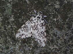 Image of Lymantria concolor Walker 1855
