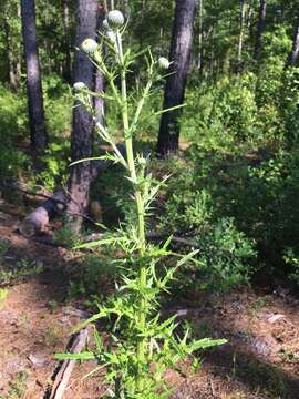 Cirsium nuttalii DC. resmi