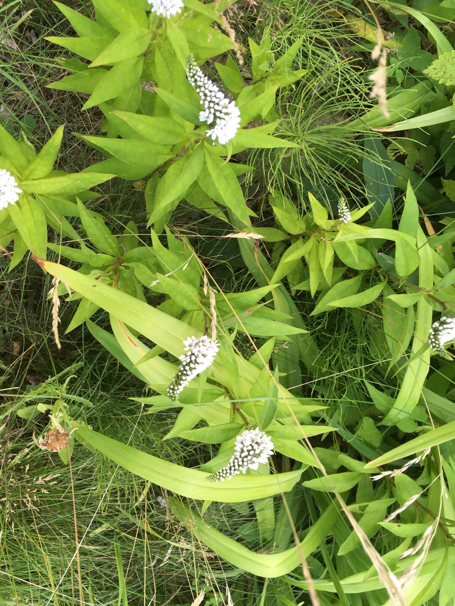 Image of gooseneck yellow loosestrife