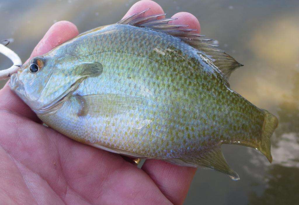 Image of Redbreast Sunfish