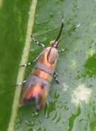 Image of Slosson's Metalmark Moth