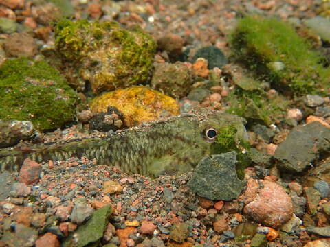 Plancia ëd Stenogobius hawaiiensis Watson 1991