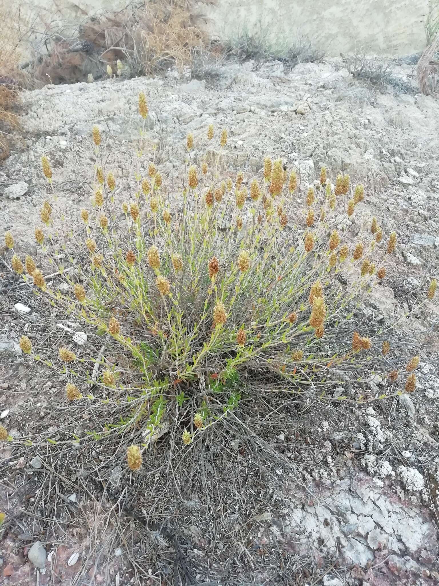 Plancia ëd Teucrium lepicephalum Pau