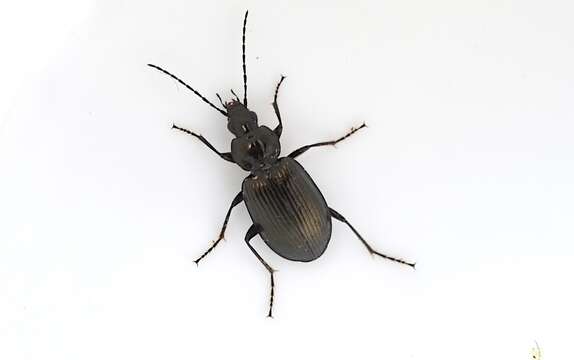 Image of Agonum (Olisares) viduum (Panzer 1796)