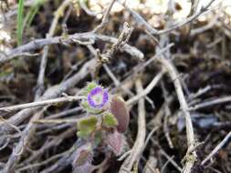 Image of Veronica triloba (Opiz) Kern.