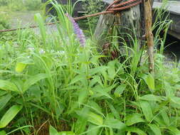 Image de Veronicastrum japonicum (Nakai) T. Yamazaki