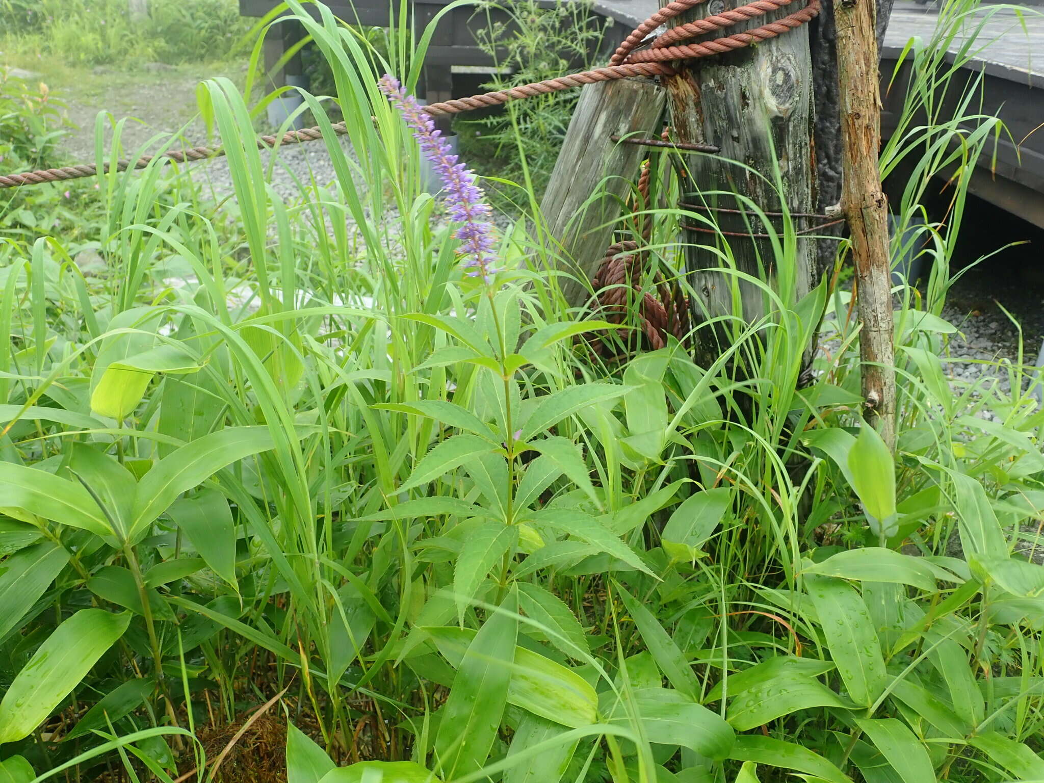 Image of Veronicastrum japonicum (Nakai) T. Yamazaki